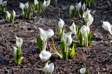 咲き乱れるミズバショウの花(文化園) 咲き乱れるミズバショウの花(文化園)