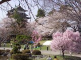 お花いっぱいの高島城