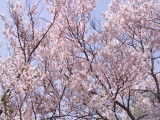 ペンション内の桜