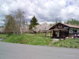 もみの湯の桜が満開