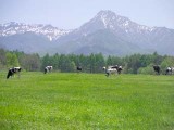 のどかな田園風景