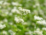 蕎麦の花