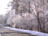 樹氷のようです