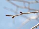 農場の桜のつぼみ