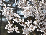 ペンションの桜です