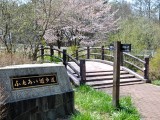 「いちのせなるとばし」の桜