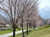 農場の桜