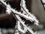 氷に雪の結晶が付着しました