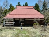 フキノトウを栽培しているようです里山のようでしょ