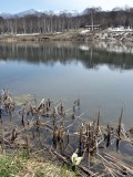 まるやち湖のミズバショウ