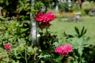 八ヶ岳は山野草の宝庫です