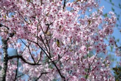 ペンションに桜が咲きました