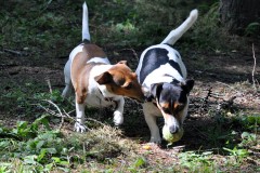 美術館で遊ぶモモとシュピ