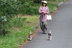 アルピコ別荘地を歩くシュピとモモ