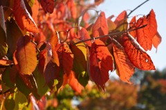 桜の紅葉