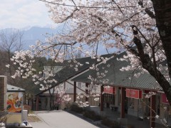 桜の中のお店