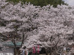 満開の桜