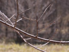 桜のつぼみが大きくなりました