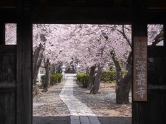 深叢寺の桜