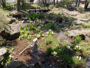 一面の水芭蕉