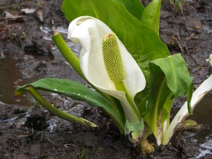 水芭蕉が一輪だけ・・・