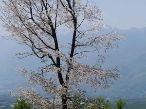 甲斐駒と桜