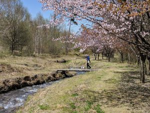 桜と小川