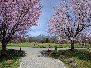 桜と八ヶ岳