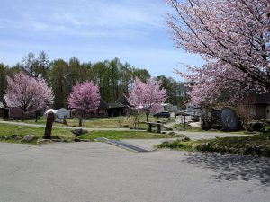 桜がきれい