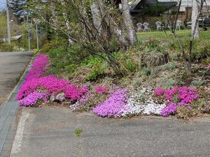 ペンションの芝桜