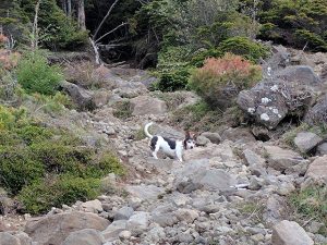 登山するモモ