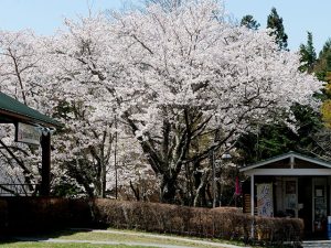 満開の桜