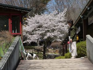 満開の桜