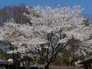 満開の桜