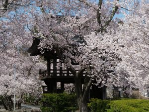 桜が満開になりました