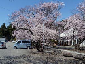 満開の境内