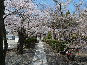 参道の桜