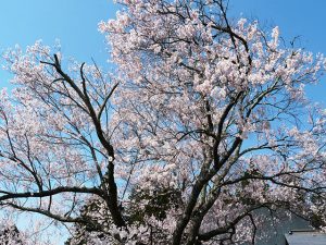 原村の桜の名所です