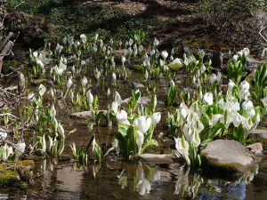 池いっぱいの水芭蕉