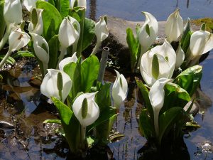 大きな水芭蕉