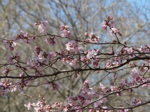 桜が咲き始めました