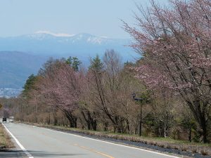 街路樹も春の様相