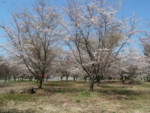 もみの湯の桜です