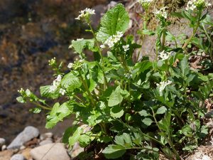 河原には花わさびが群生しています