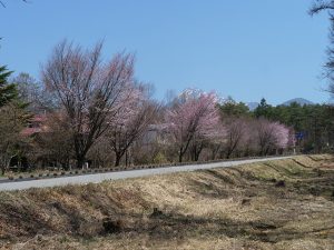 ペンションの桜