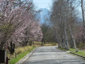 アルピコ別荘地の桜