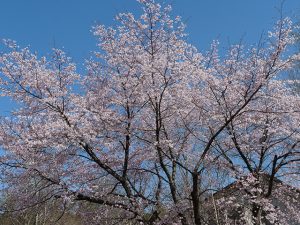 アルピコ別荘地の桜