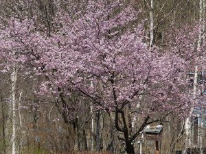 アルピコ別荘地の桜