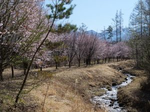 アルピコ別荘地の桜