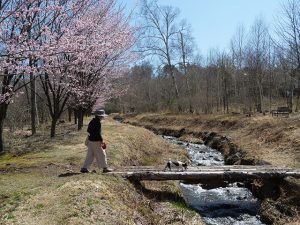 アルピコ別荘地の桜